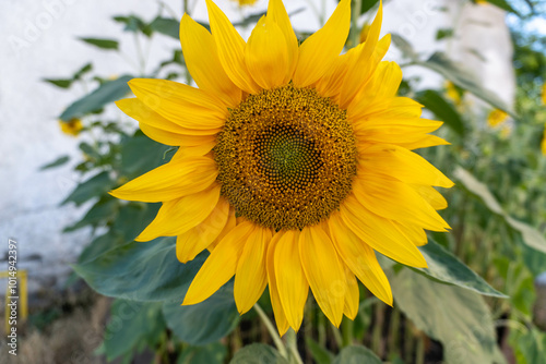 A beautiful sunflower with bright yellow petals and a large dark center proudly reaching for the sun