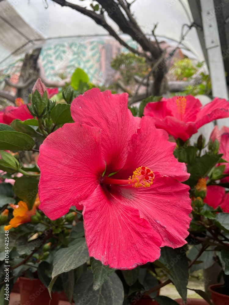 beautiful pink hibiscus flower with plant..fresh flower..pink flower beautiful pink hibiscus flower with plant..fresh flower..pink flower