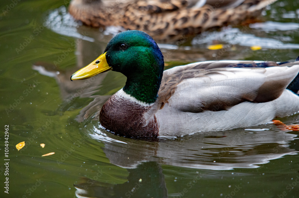Fototapeta premium Erpel der Stockente mit schillerndem Kopf schwimmt auf dem Wasser