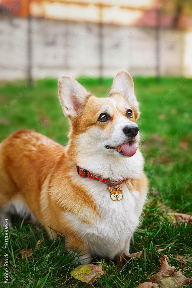 beautiful corgi dog in the autumn park beautiful corgi dog in the autumn park