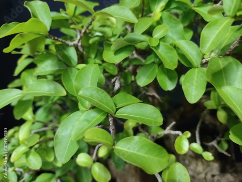 Bonsai vai muito além da decoração, é uma terapia.