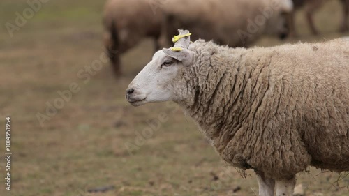 Woolly sheep, grassy pasture, sheep flock. Sheep with thick wool coat stands in grassy pasture, peacefully grazing alongside other members of its flock. Serene outdoor environment photo