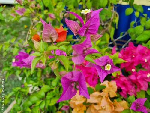 Konstfotografi purple bouganvillea flower