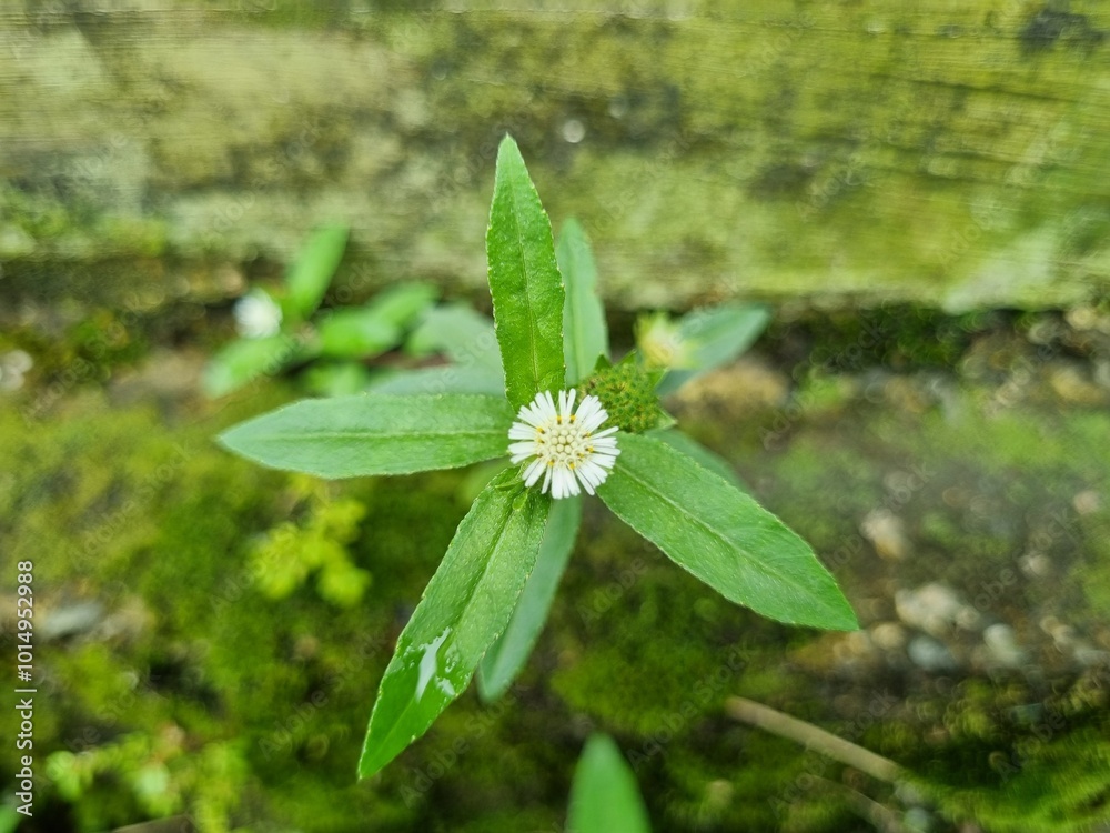 False daisy (Eclipta prostrata), grows wild on the side of the road. False daisy (Eclipta prostrata), grows wild on the side of the road.