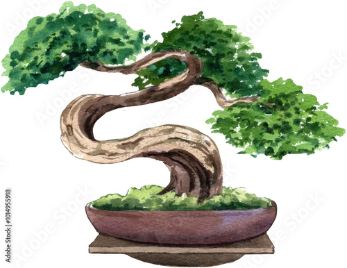 Sekka Hinoki Bonsai japanese, watercolor painting hand-drawn illustration photo