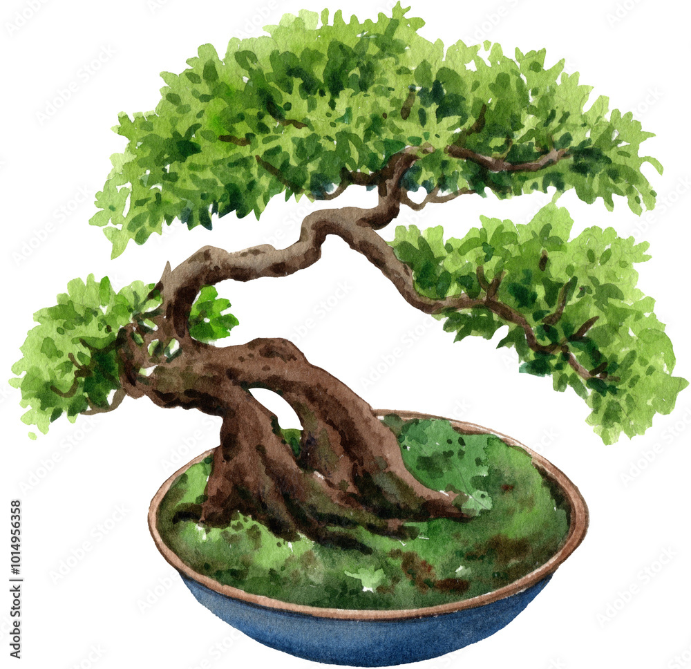 Fototapeta premium Shimpaku Juniper Bonsai Japanese, watercolor painting hand-drawn illustration