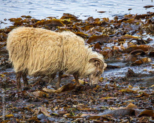 ICELAND-Ísland-Illugastadir-Sheep eating seaweed [kelp] photo