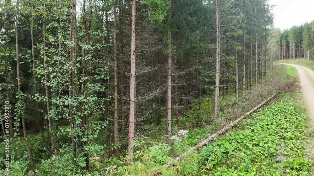 Forest Edge with Falling Tree by Dirt Road
Forest Edge with Falling Tree by Dirt Road