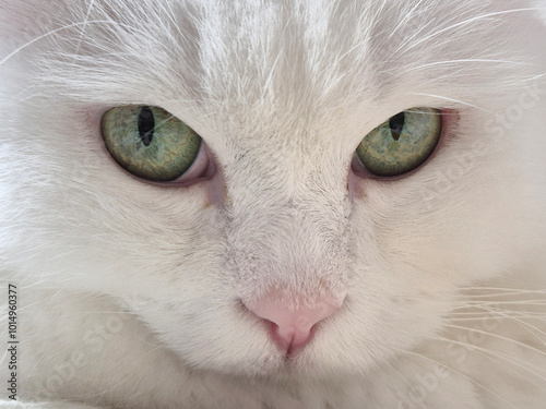 close up portrait of a cat