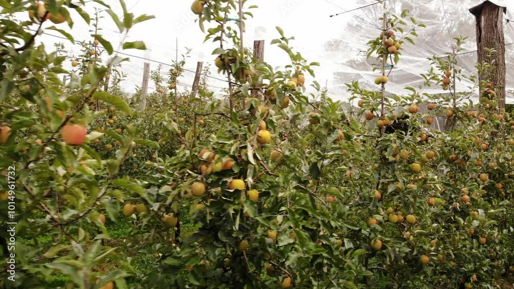 Apple Trees In Orchard With Protection Nets. Golden Delicious.
Apple Trees In Orchard With Protection Nets. Golden Delicious.