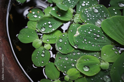 Water lettuce on jar, a floating aquatic plant. form rosettes and often covered with water droplets, its ability to cover the surface of the water, providing shelter for fish by animal or sunlight. photo