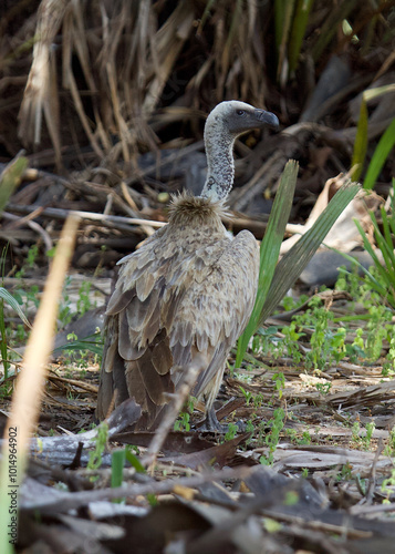 A White backed Vulture at Selous Game Reserve, Tanzania. photo