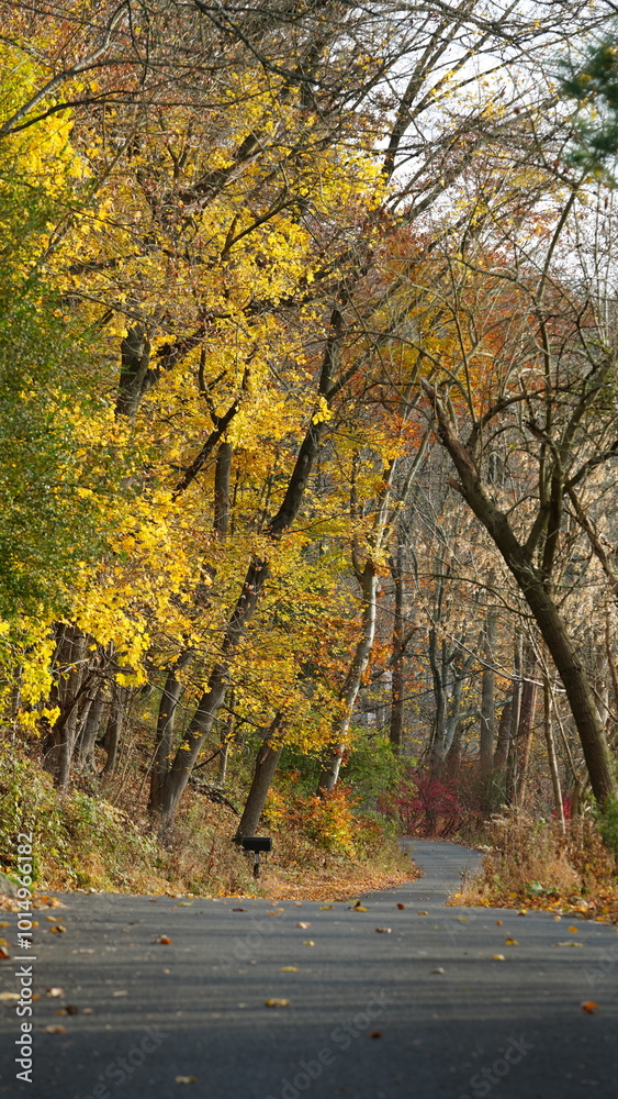Naklejka premium The colorful forest view in the natural park in autumn