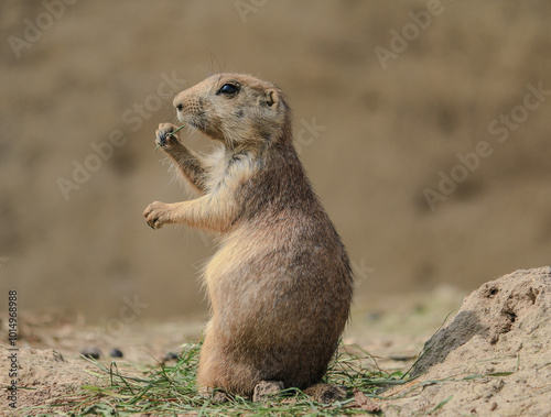 This prairie dog was enjoying a quiet meal. He sat very calmly and was an ideal model for my lens photo