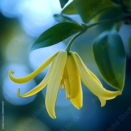 Close-up of a Single Ylang ylang  Yellow Flower with Green Leaves photo