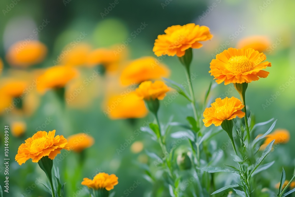 Close-up of Orange Marigold Flowers in a Garden Close-up of Orange Marigold Flowers in a Garden