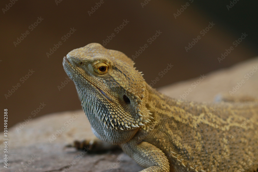 Fototapeta premium Dragon barbu