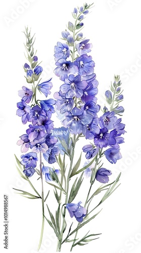 Fototapeta Naklejka Na Ścianę i Meble -  neat watercolor illustration of Larkspur on white background.