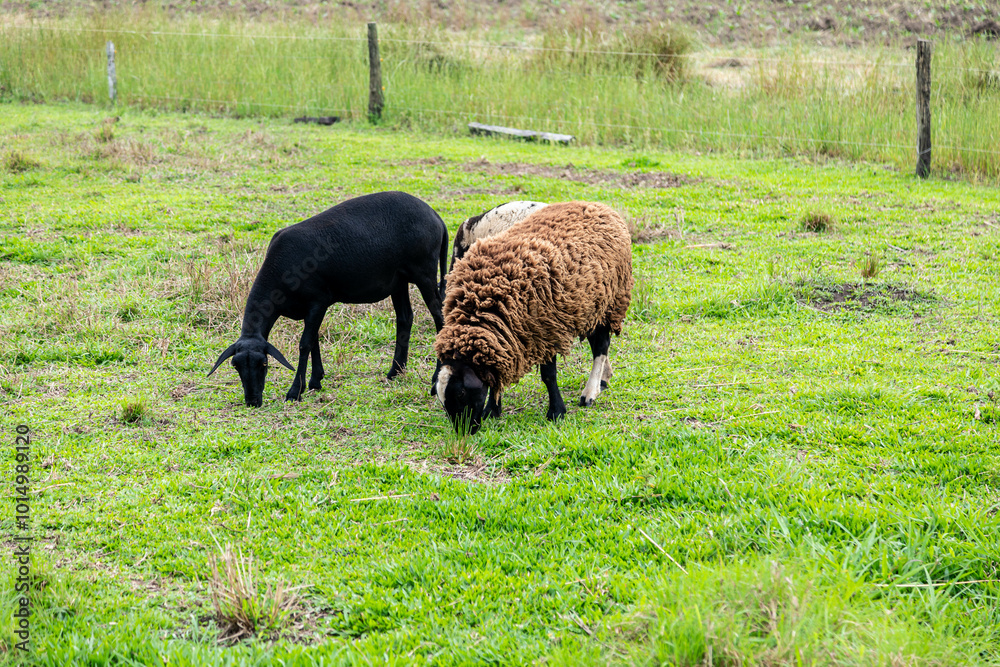 Black sheep of the family grazing grass Black sheep of the family grazing grass