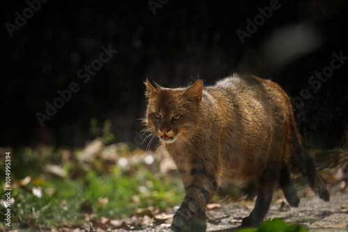 Small wild cat, Pampas cat (Leopardus colocola) 