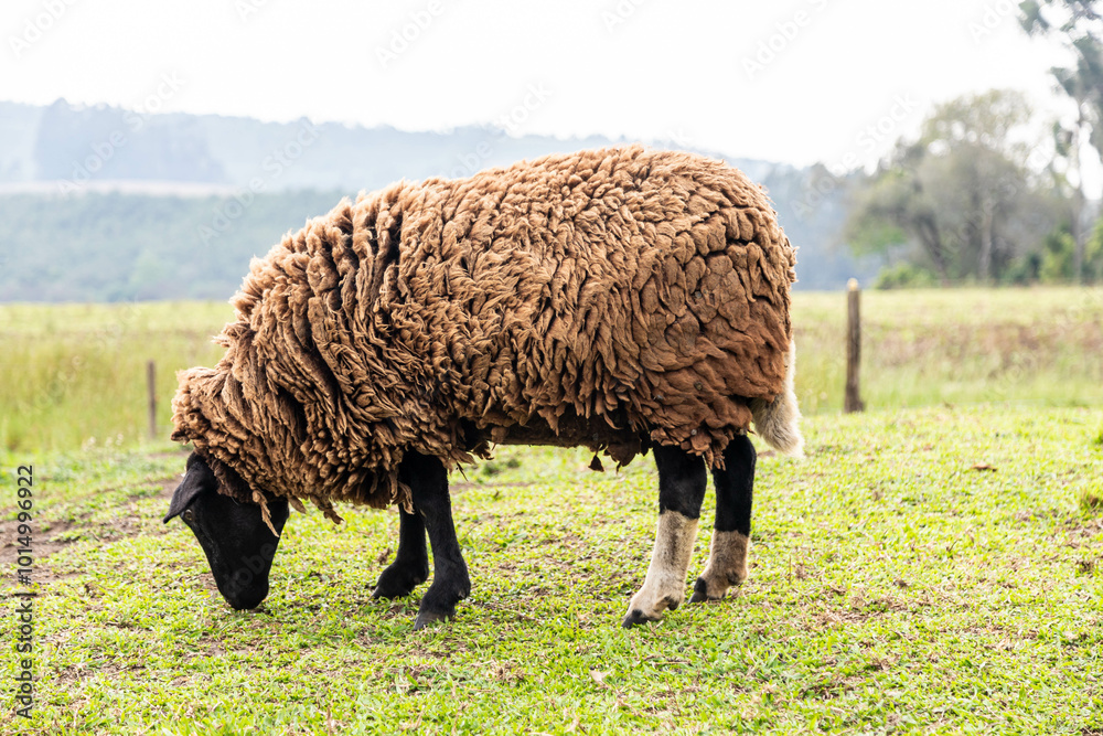 Isolated sheep grazing grass in selective focus and blurred background Isolated sheep grazing grass in selective focus and blurred background
