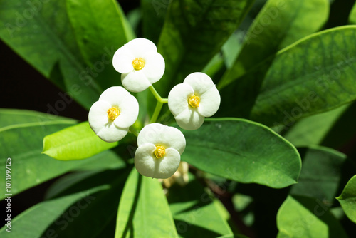 Flowers and leaves of a white crown of thorny (Euphorbia lophogona) in autumn photo