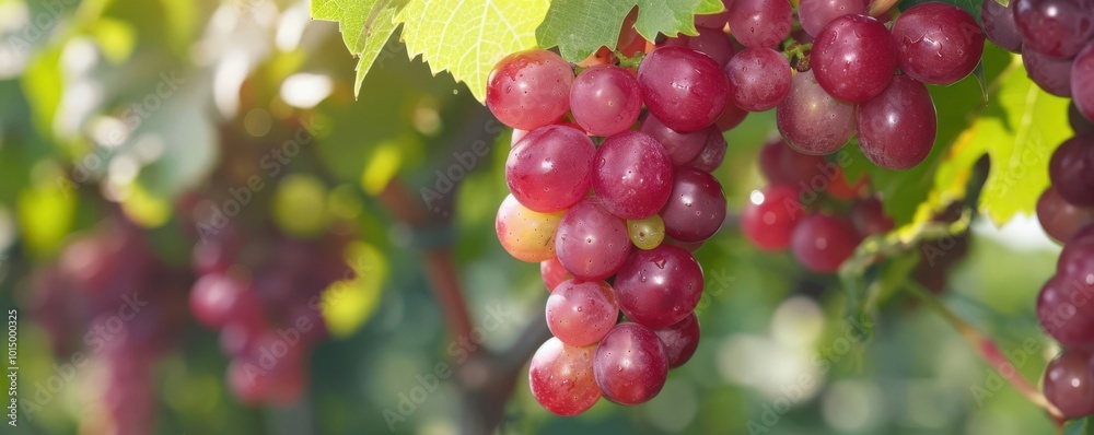 Grapes falling from a vine in slow motion, the bunch gracefully descending with light glistening on their surface Grapes falling from a vine in slow motion, the bunch gracefully descending with light glistening on their surface