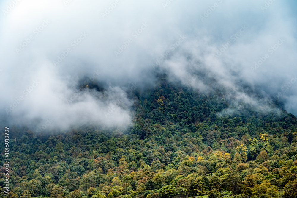 The mountain forest scenery shrouded in clouds and mist in early autumn The mountain forest scenery shrouded in clouds and mist in early autumn