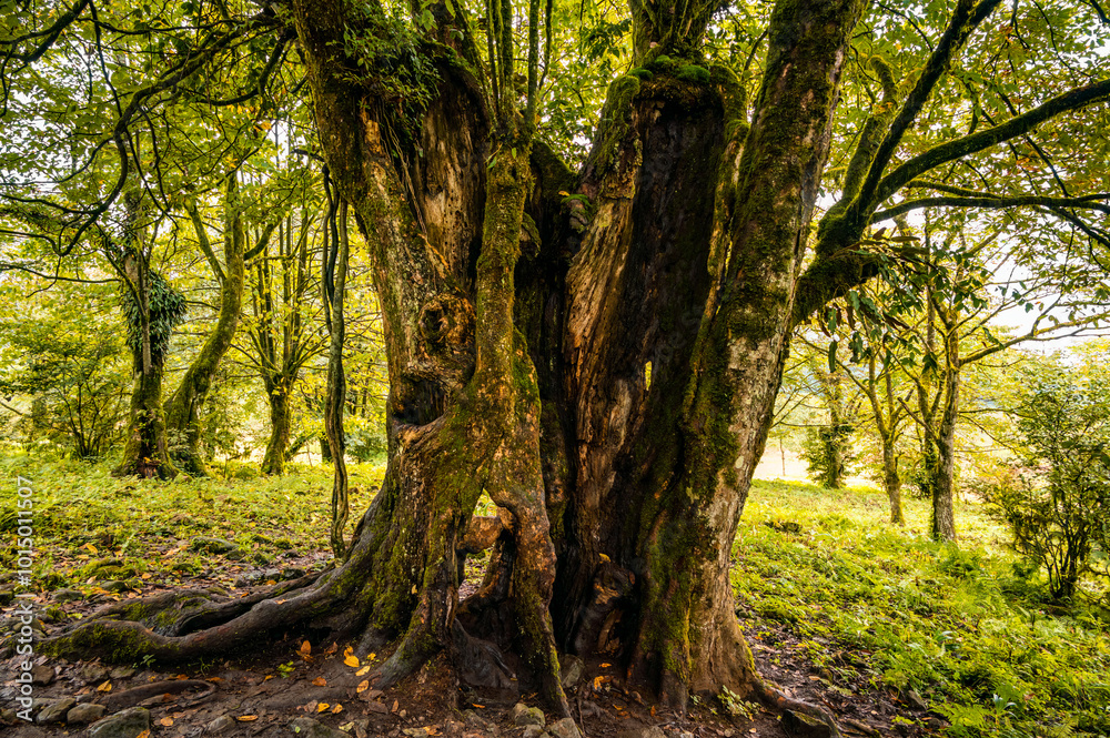 Naklejka premium Close-up of the trunk of an ancient tree in the forest