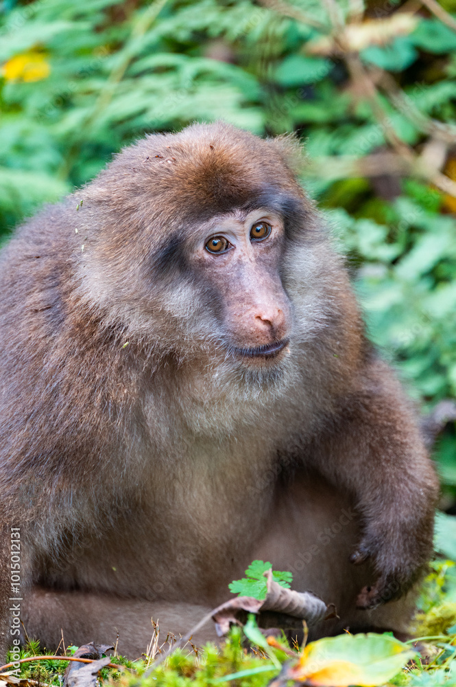 Obraz premium Close up of a macaque in the bushes