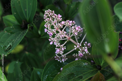 Medinilla speciosa or Parijata, Parijoto, Showy Asian Grapes. The fruit contains significant levels of antioxidants and beta-carotene, photo