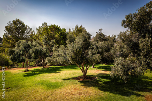 Jerusalem Olive Tree Grove in the Summer