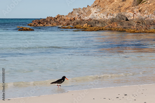 Pied Oystercatcher on beach looking for dinner photo