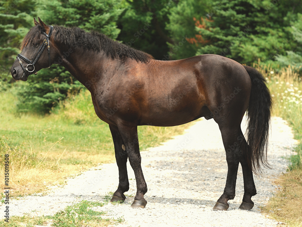 conformation shot of curly horse stallion standing side view of full body of Bashkir Curly horse muscular and majestic curly mane and tail on road greenery in background horizontal format type space conformation shot of curly horse stallion standing side view of full body of Bashkir Curly horse muscular and majestic curly mane and tail on road greenery in background horizontal format type space
