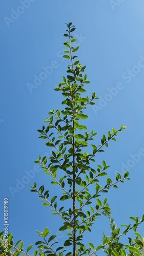 Top branches of Chinese privet or pinyin (Ligustrum sinense) in autumn on blue background photo