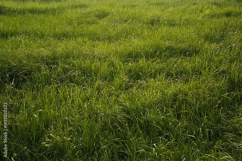 Green Grass Field Background Green Grass Field Background