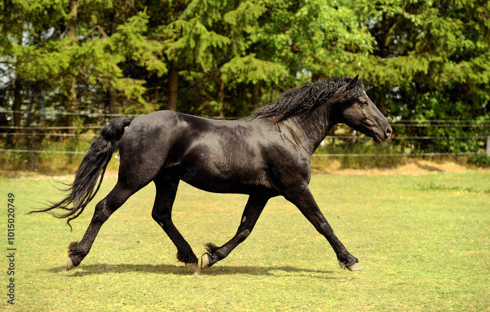 black Bashkir Curly Horse with black mane and tail white blaze on face trotting in paddock field of green grass with trees in background horse action black Bashkir Curly Horse with black mane and tail white blaze on face trotting in paddock field of green grass with trees in background horse action