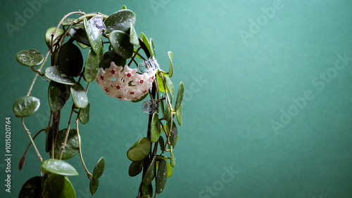 Canvastavla Hoya Matilda with blooming buds on a support