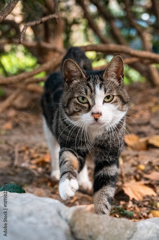 Fototapeta premium A tabby cat walking forward among the bushes