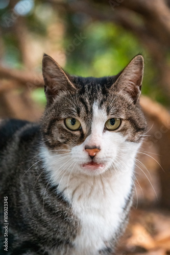 Close-up of front portrait of a tabby cat