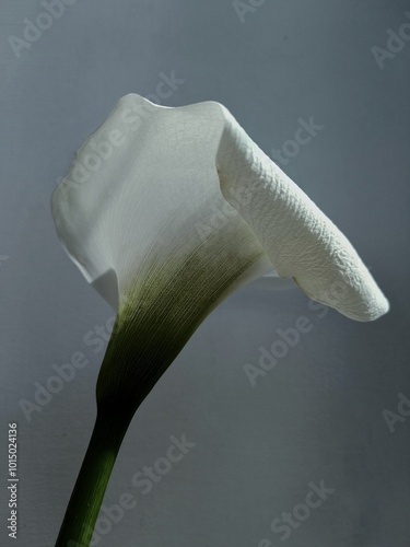 white calla lilies