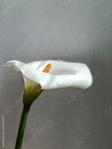 white calla lily