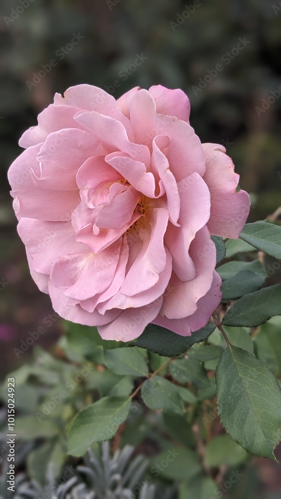 Obraz premium pink roses in garden