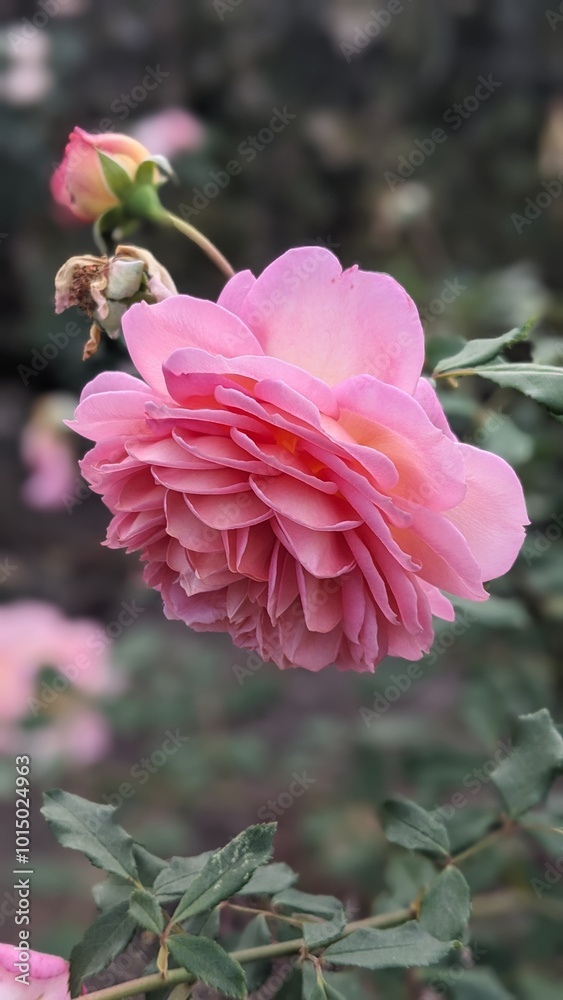 Fototapeta premium pink rose flower