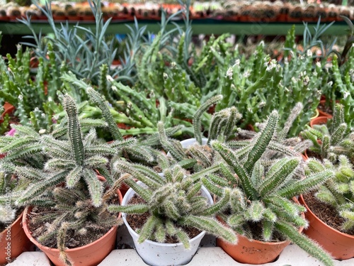 cactus marble rocks plant green clay flowers succelent  photo