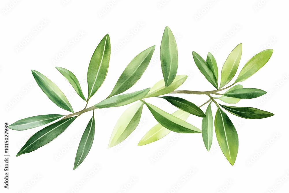 Watercolor Green Olive Branch Illustration Watercolor Green Olive Branch Illustration