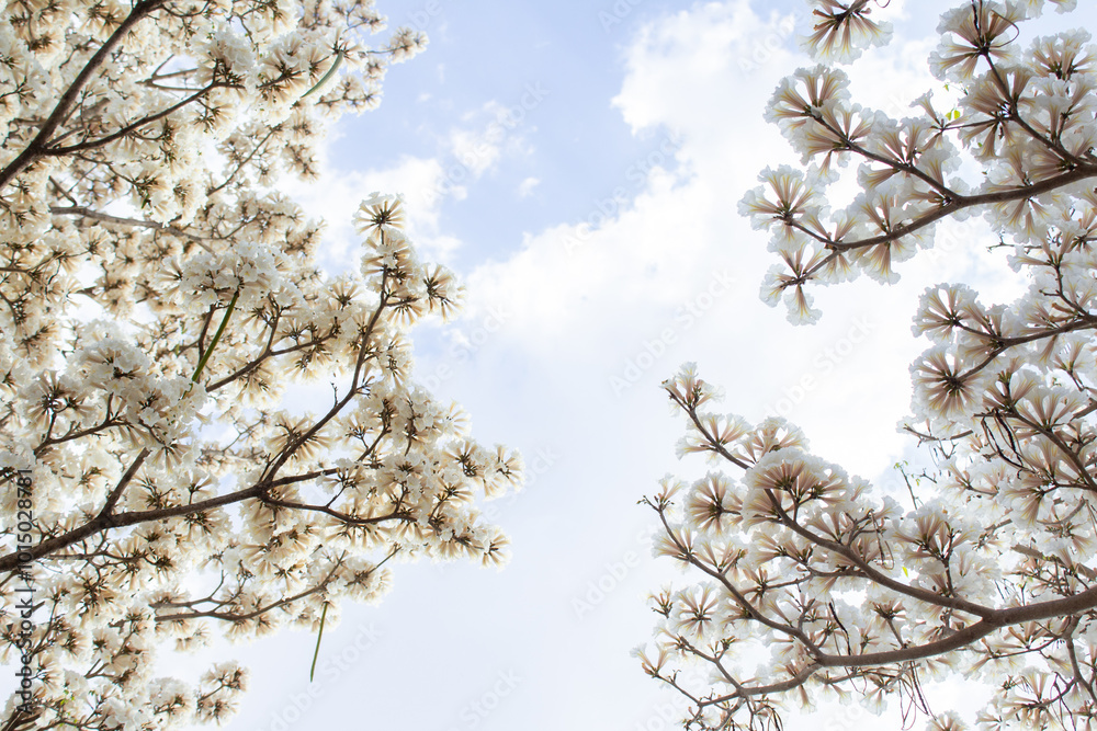 Galhos de duas árvores floridas nas laterais da imagem. Ipês brancos em flor com céu ao fundo. Com espaço para escrever. Tabebuia roseo-alba. Galhos de duas árvores floridas nas laterais da imagem. Ipês brancos em flor com céu ao fundo. Com espaço para escrever. Tabebuia roseo-alba.