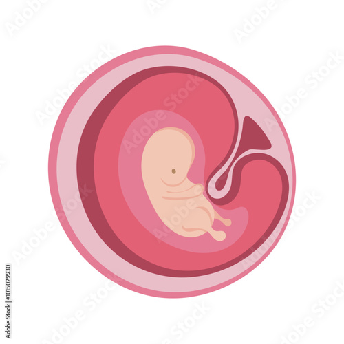 Baby in womb of pregnant woman