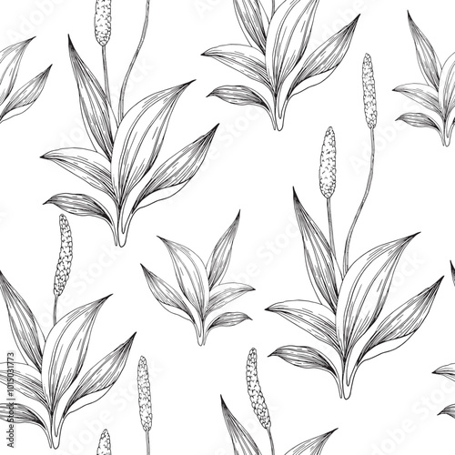 Plantain hand drawn seamless graphic pattern. Ornament with plantain leaves drawn with ink. For cosmetics and medicine design