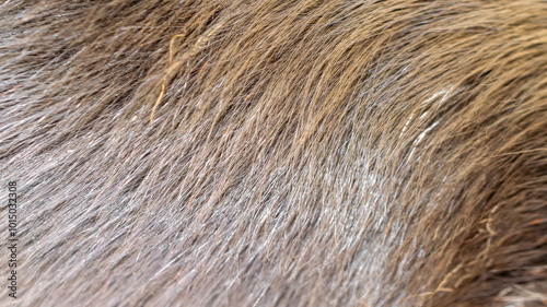 brown coat with visible texture